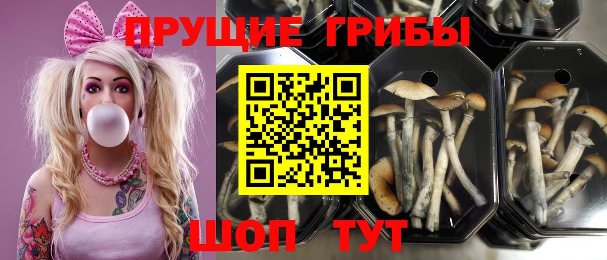 Псилоцибиновые грибы мухоморы Касимов